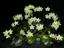 Phalaenopsis Susan Philips Logan AQ/AOS 0 pts.